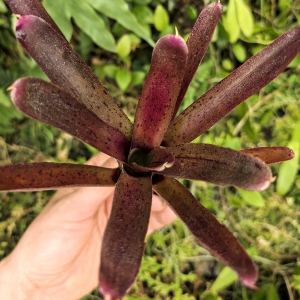 Neoregelia (pauciflora x Granada) x punctatissima rubra - wiwarium