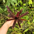 Neoregelia (pauciflora x Granada) x punctatissima rubra - wiwarium