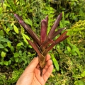 Neoregelia (pauciflora x Granada) x punctatissima rubra - wiwarium