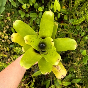 Neoregelia kautskyi x pauciflora - wiwarium,parapet