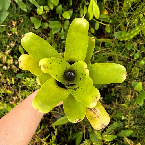 Neoregelia kautskyi x pauciflora - wiwarium,parapet