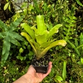 Neoregelia kautskyi x pauciflora - wiwarium,parapet