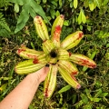 OKAZ KOLEKCJONERSKI Neoregelia 'Chilli Verde Variegata' - wiwarium, parapet