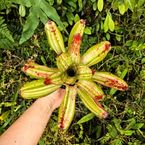 OKAZ KOLEKCJONERSKI Neoregelia 'Chilli Verde Variegata' - wiwarium, parapet