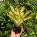 OKAZ KOLEKCJONERSKI Neoregelia 'Chilli Verde Variegata' - wiwarium, parapet
