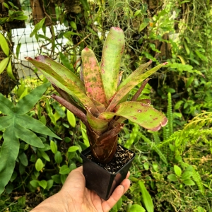 Neoregelia 'Pink Stars' - wiwarium