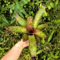 Neoregelia 'Pink Stars' - wiwarium