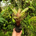 Neoregelia 'Pink Stars' - wiwarium