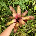 OKAZ KOLEKCJONERSKI Neoregelia 'Pink Stars' - wiwarium,parapet