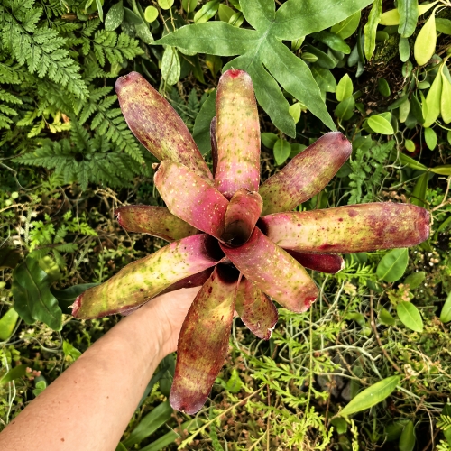 OKAZ KOLEKCJONERSKI Neoregelia 'Pink Stars' - wiwarium,parapet
