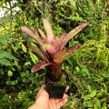 OKAZ KOLEKCJONERSKI Neoregelia 'Pink Stars' - wiwarium,parapet