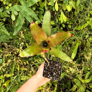 Neoregelia eltoniana x olens rozm.M - wiwarium, terrarium