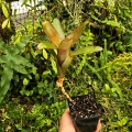 Neoregelia eltoniana x olens rozm.M - wiwarium, terrarium