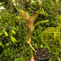 Neoregelia eltoniana x olens rozm.M - wiwarium, terrarium
