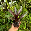 Neoregelia 'Dark Spot' - wiwarium, terrarium, parapet