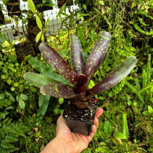 Neoregelia 'Dark Spot' - wiwarium, terrarium, parapet