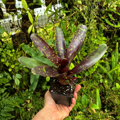 Neoregelia 'Dark Spot' - wiwarium, terrarium, parapet