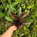 Neoregelia 'Dark Spot' - wiwarium, terrarium, parapet