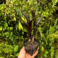 Neoregelia 'Tar Baby' - terrarium, parapet