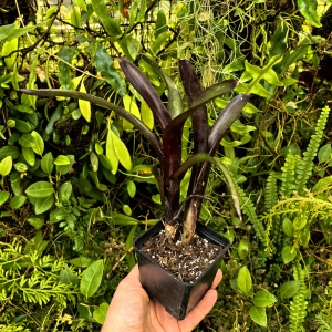 Neoregelia 'Tar Baby' - terrarium, parapet