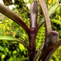 Neoregelia 'Tar Baby' - terrarium, parapet