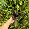 Neoregelia 'Tar Baby' - terrarium, parapet