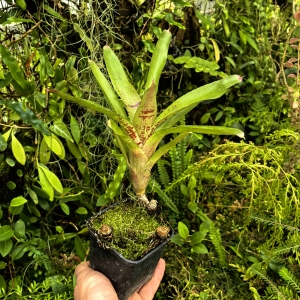 Neoregelia 'Strawberry Cup' - wiwarium, terrarium,parapet