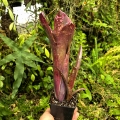 Billbergia 'Hallelujah'+odrost-terrarium, parapet