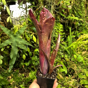 Billbergia 'Hallelujah'+odrost-terrarium, parapet