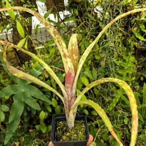 Billbergia 'La Mancha'-terrarium, parapet