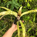 Billbergia 'La Mancha'-terrarium, parapet
