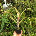 Billbergia 'La Mancha'-terrarium, parapet
