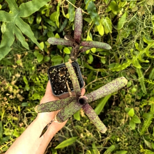 OKAZ KOLEKCJONERSKI Neoregelia ampullacea var. purpurea+ odrosty