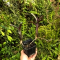 OKAZ KOLEKCJONERSKI Neoregelia ampullacea var. purpurea+ odrosty