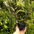 OKAZ KOLEKCJONERSKI Neoregelia ampullacea var. purpurea+ odrosty