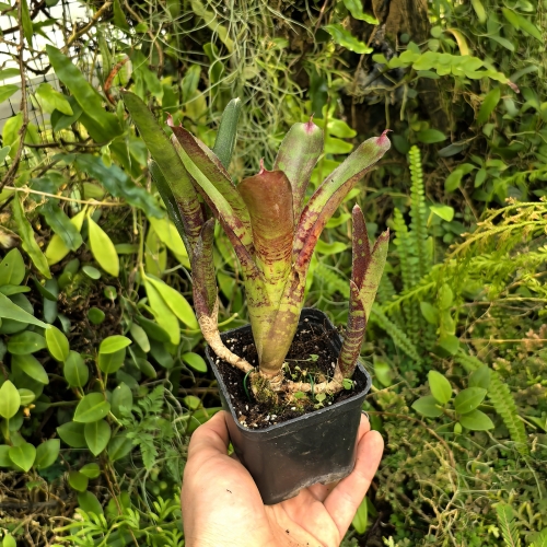OKAZ KOLEKCJONERSKI Neoregelia 'Alley Oop'+ odrosty - terrarium, parapet