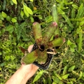 OKAZ KOLEKCJONERSKI Neoregelia 'Alley Oop'+ odrosty - terrarium, parapet