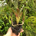 OKAZ KOLEKCJONERSKI Neoregelia 'Alley Oop'+ odrosty - terrarium, parapet