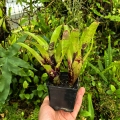 Neoregelia dachringiana podwójna - terrarium, parapet