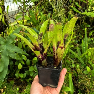 Neoregelia dachringiana podwójna - terrarium, parapet