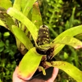 Neoregelia dachringiana podwójna - terrarium, parapet