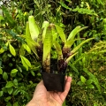 Neoregelia dachringiana podwójna - terrarium, parapet