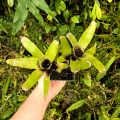 Neoregelia dachringiana podwójna - terrarium, parapet