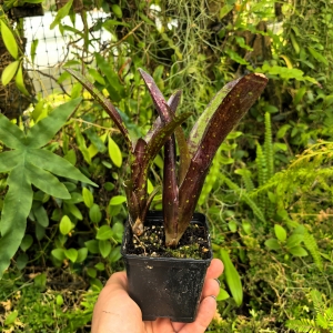OKAZ KOLEKCJONERSKI Neoregelia 'Doodlebug' + odrost - terrarium, parapet