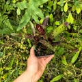 OKAZ KOLEKCJONERSKI Neoregelia 'Doodlebug' + odrost - terrarium, parapet