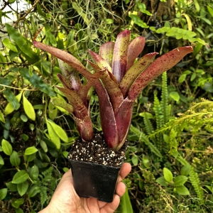 Neoregelia 'Fireball F2'+odrost- wiwarium,terrarium