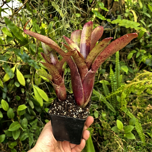 Neoregelia 'Fireball F2'+odrost- wiwarium,terrarium