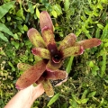 Neoregelia 'Fireball F2'+odrost- wiwarium,terrarium
