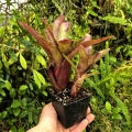 Neoregelia 'Fireball F2'+odrost- wiwarium,terrarium