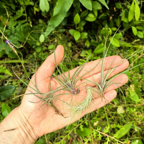 TILLANDSIA, OPLĄTWA- 4 sztuki -małe gatunki- terrarium, parapet